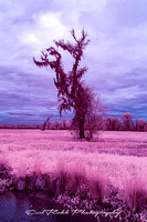 Louisana Infrared Trees