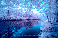 Infrared Forest